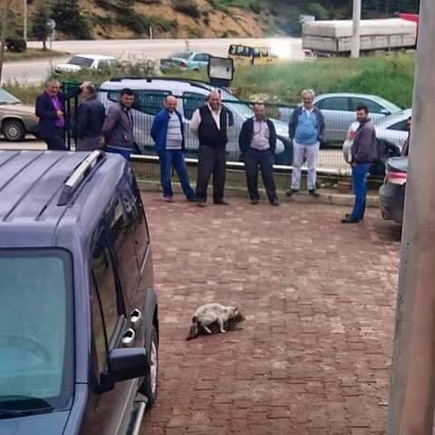 Zalım team kedilerin en...