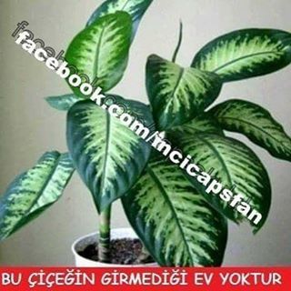 Bu çiçeğin girmediği ev yoktur