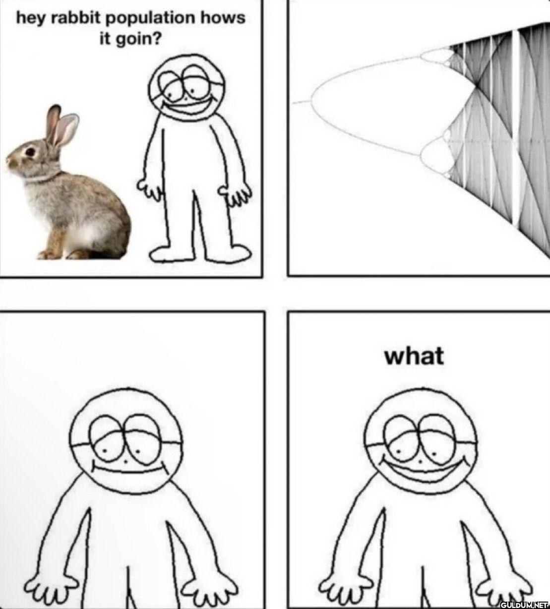 hey rabbit population hows...