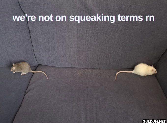we're not on squeaking terms rn