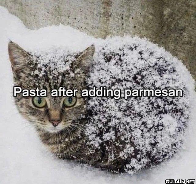 Pasta after adding parmesan