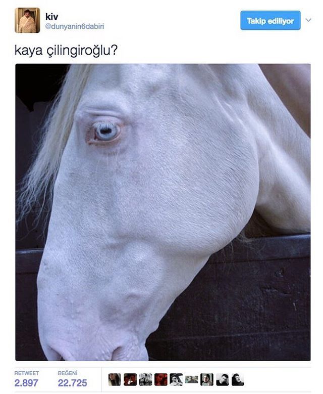 Kaya Çilingiroğlu ?