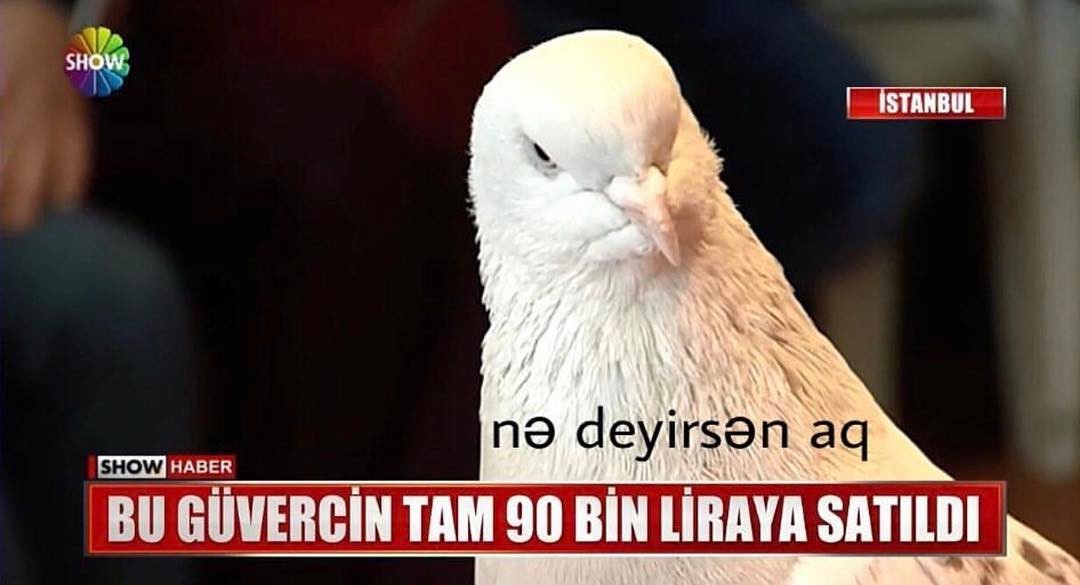 Bu güvercin tam 90 bin...