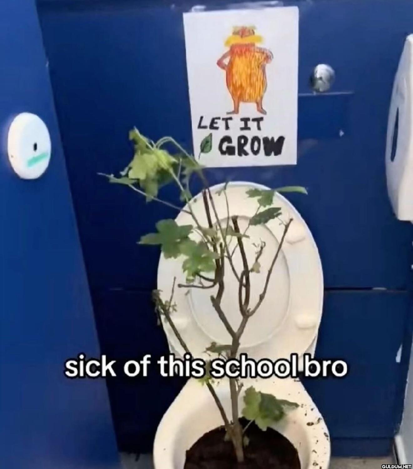 LET IT GROW sick of this school bro