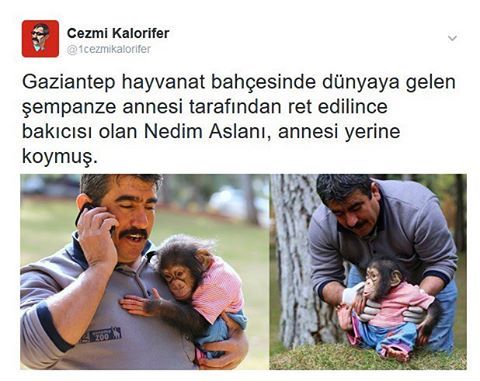 Cezmi...