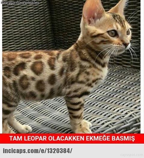 Tam leopar olacakken ekmeğe basmış