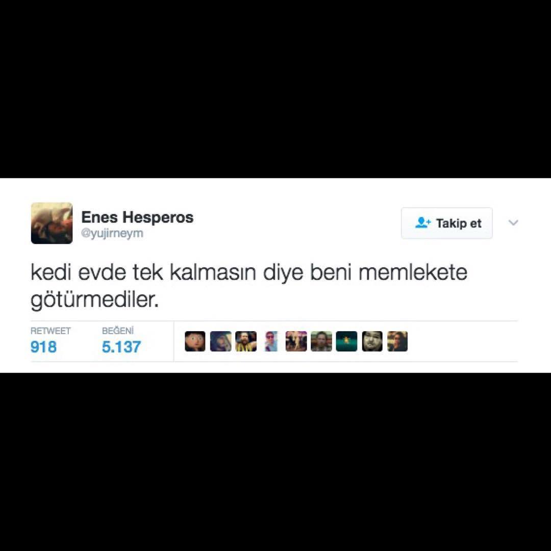 Kedi evde tek kalmasın...