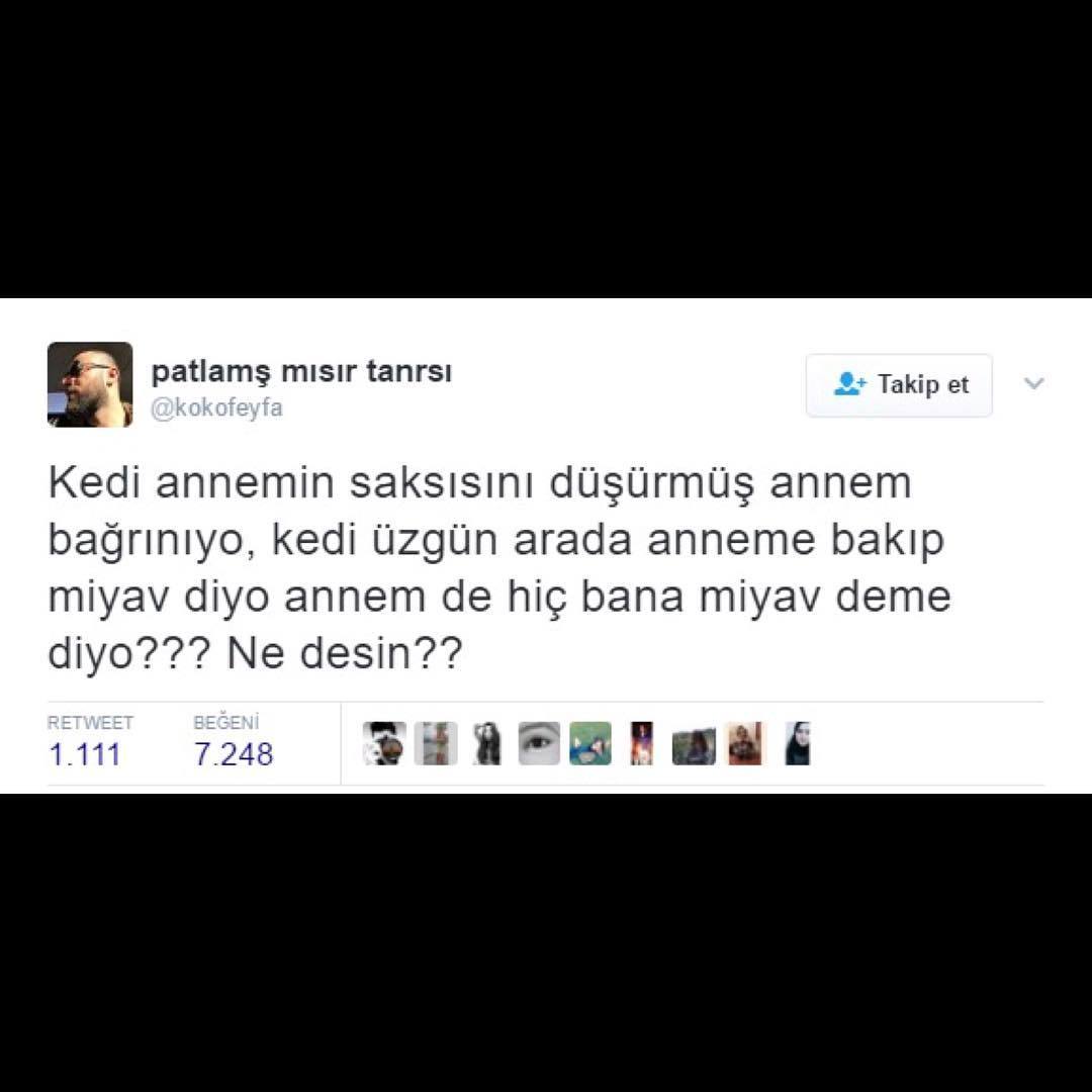 Kedi annemin saksısını...