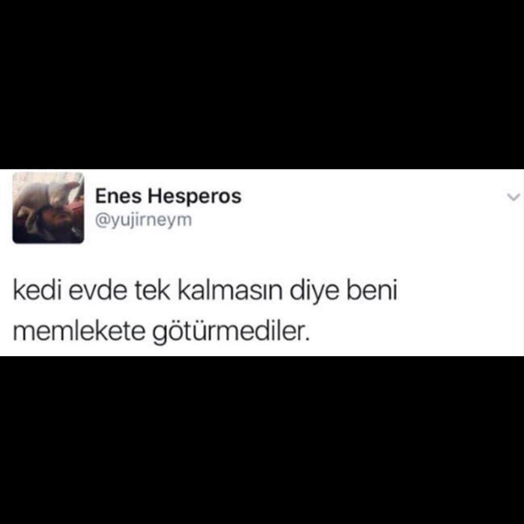 kedi evde tek kalmasın...