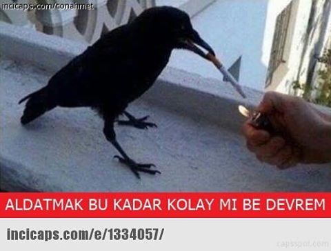ncicap
na
ALDATMAK BU...