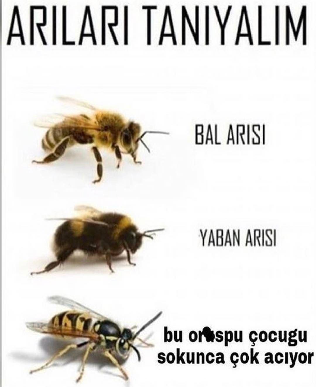 ARILARI TANIYALIM
BAL...