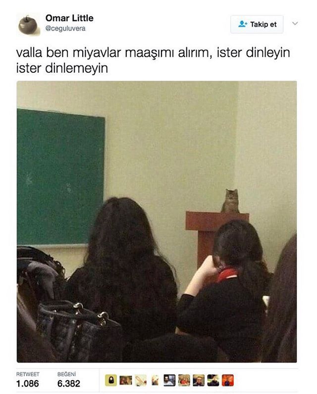 Valla ben miyavlar maaşımı...