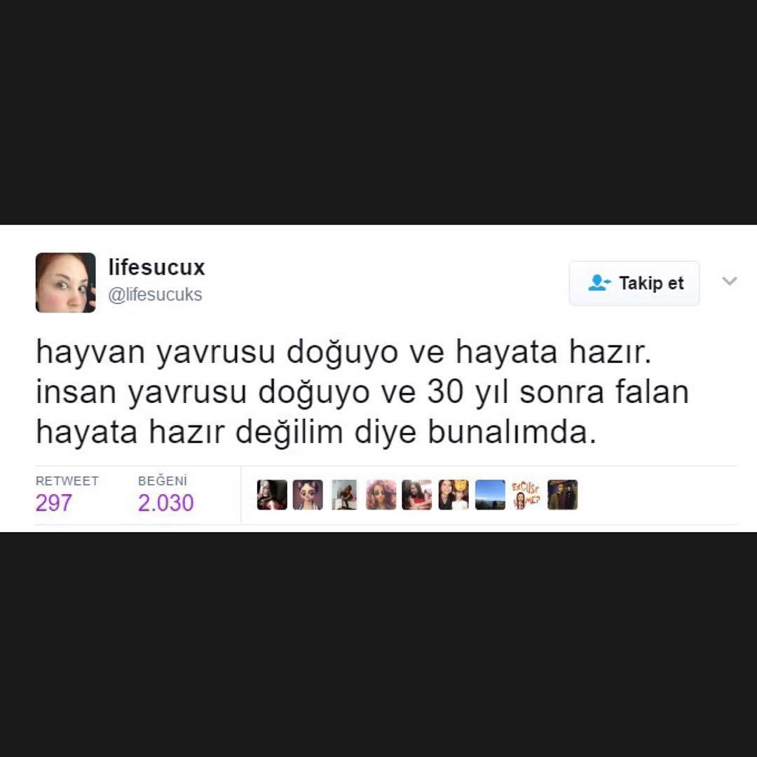 hayvan yavrusu doğuyo ve...
