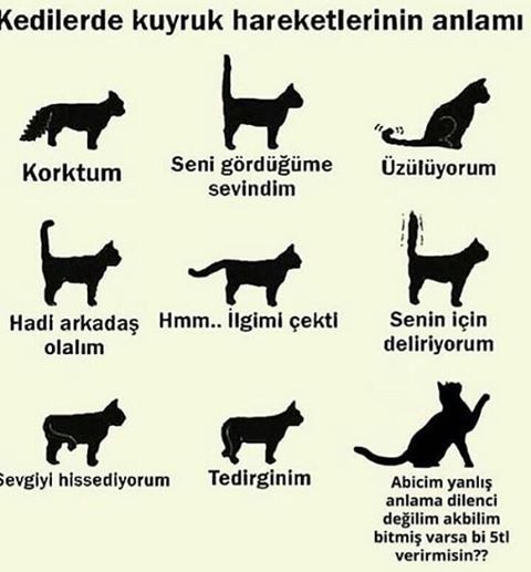 Kedilerde kuyruk...