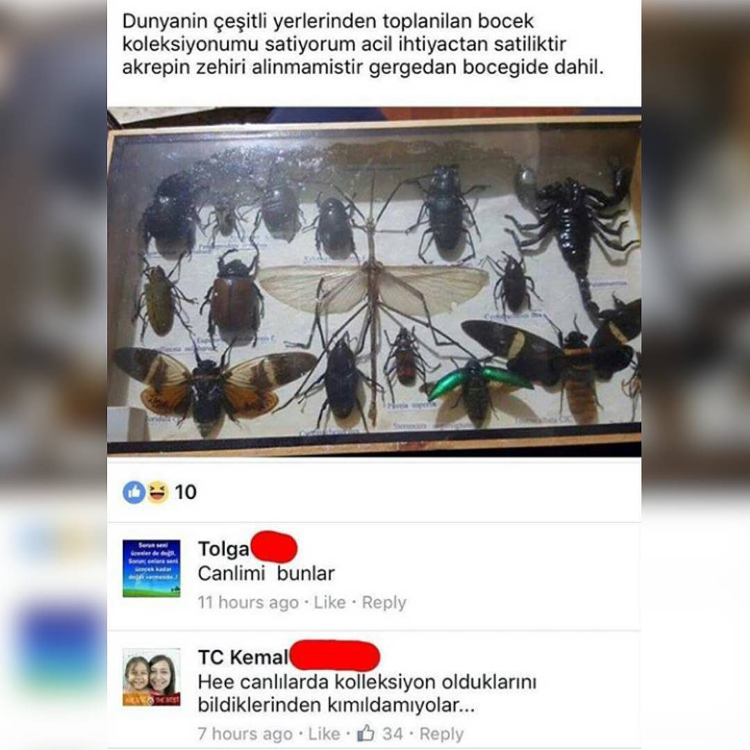Dunyanin çeşitli...