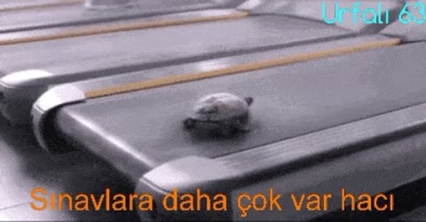 Urfolı 63
naviara daha çok var hac