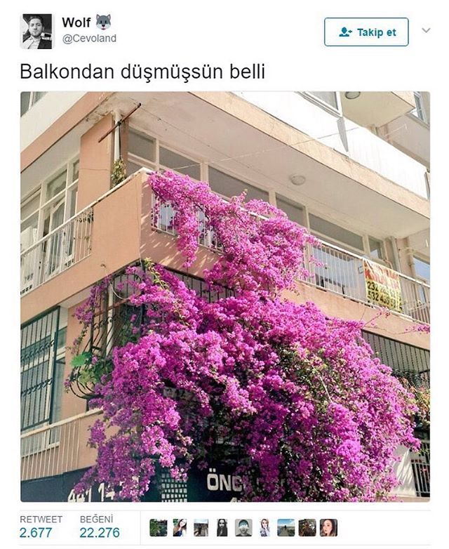 Wolf
@Cevoland
Takip...