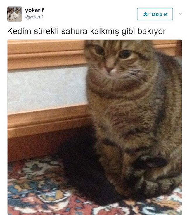 Kedim sürekli sahura...