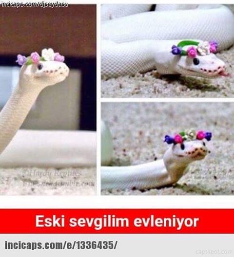 Eski sevgilim evleniyor.