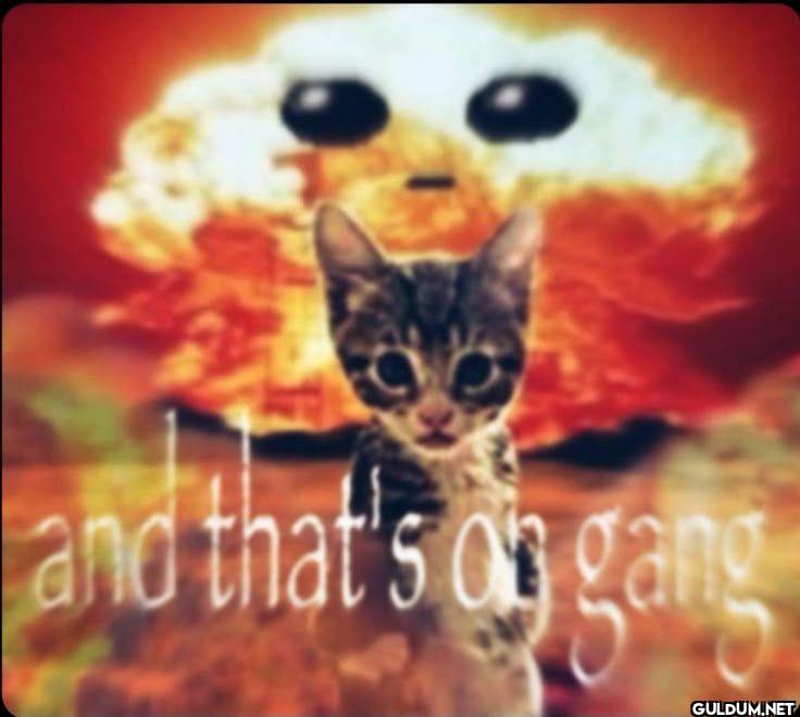 and that's on gang