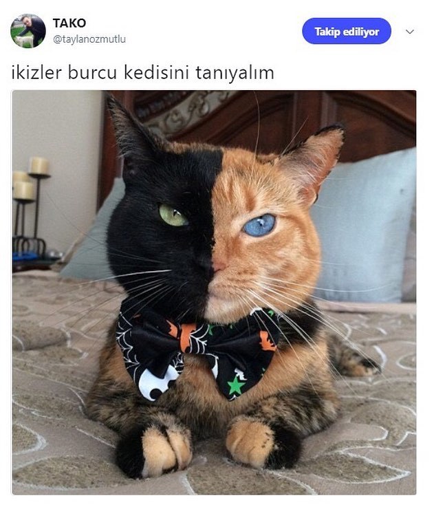 İkizler burcu kedisini tanıyalım