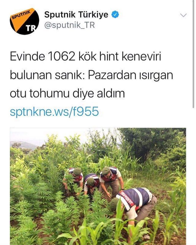 Evinde 1062 kök hint...