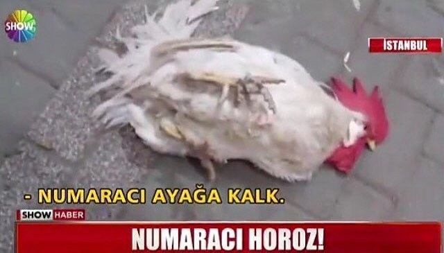 SHOW HABER

-Numaracı...
