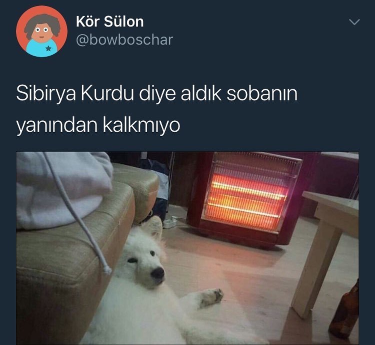 Sibirya kurdu diye aldık...