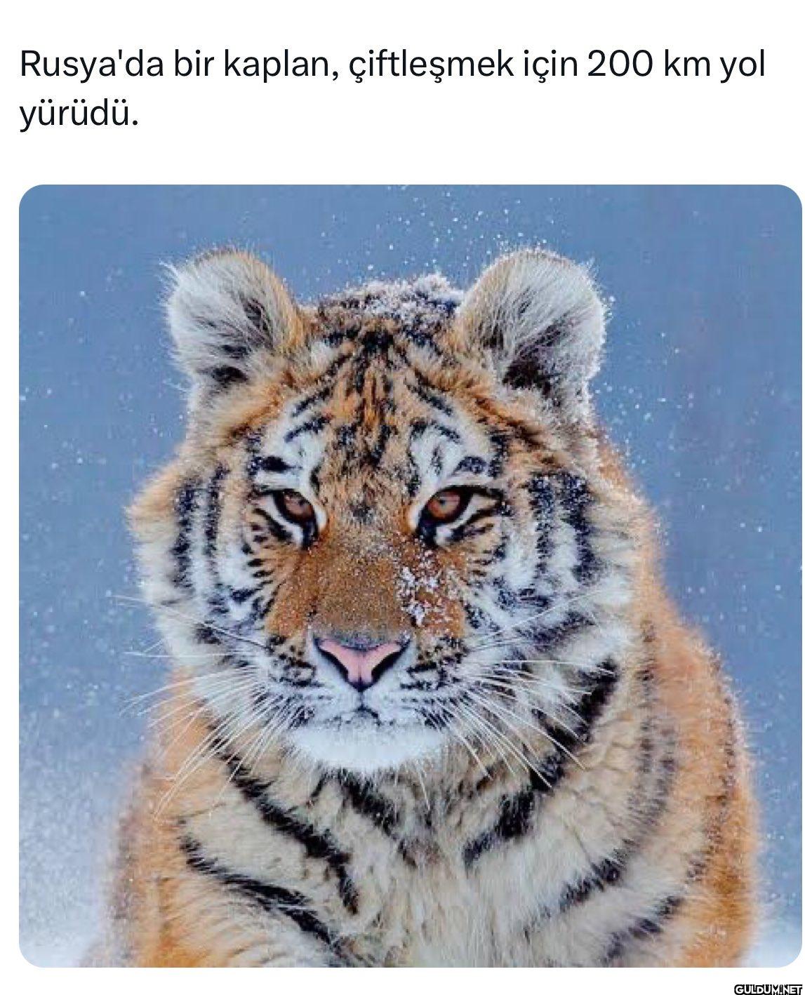 Rusya'da bir kaplan,...