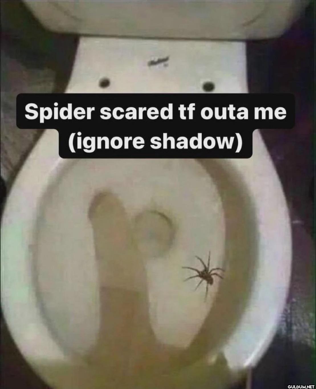 Spider scared tf outa me...