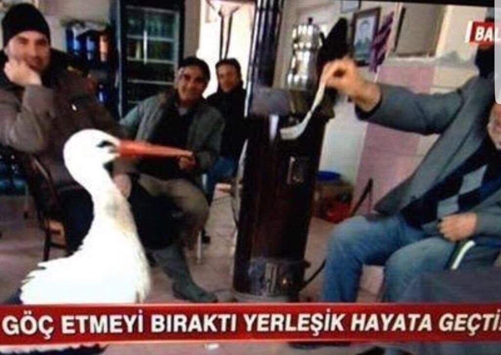 Göç etmeyi bıraktı...