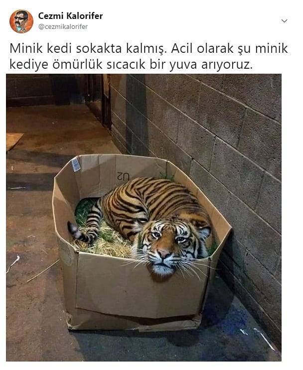 Minik kedi sokakta kalmış....