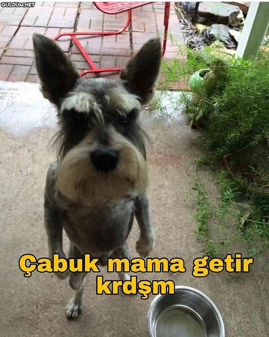Cabuk mama getir
krdşm
  ...