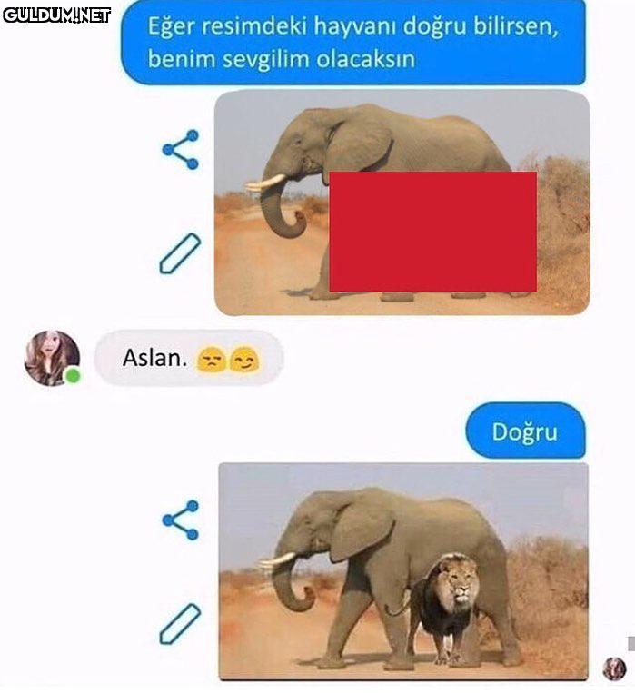 - Eğer resimdeki hayvanı...