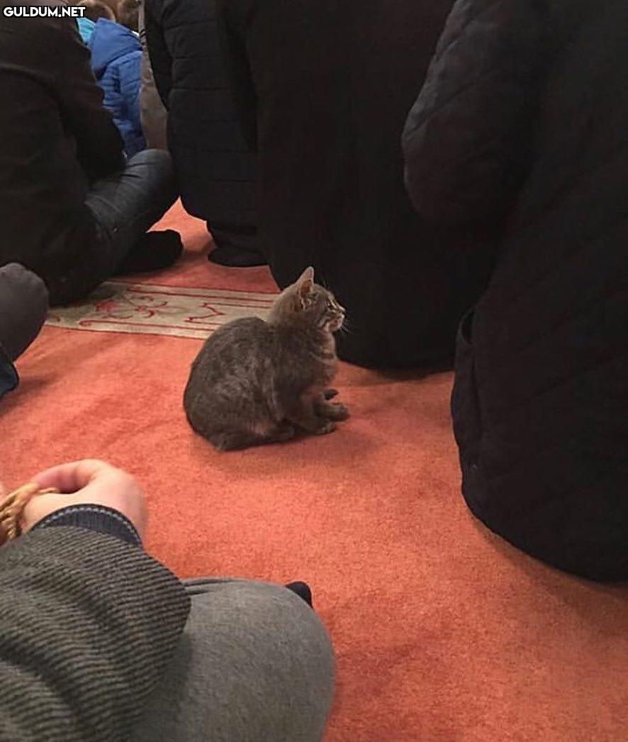 Orijinal kepşın: hayırlı...