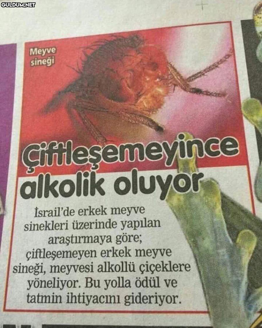 çiftleşemeyince alkolik...