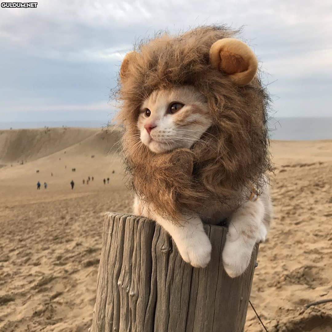 Günaydın 🐾 🦁😂