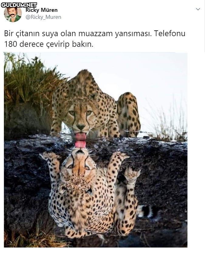 Bir çitanın suya olan...