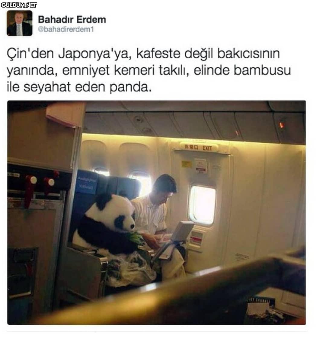 Biznis mi uçmuş ?

Çin'den...