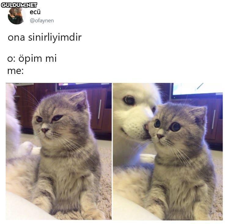 ecü
@ofaynen
ona...