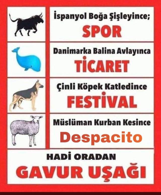 İspanyol boğa şişleyince...