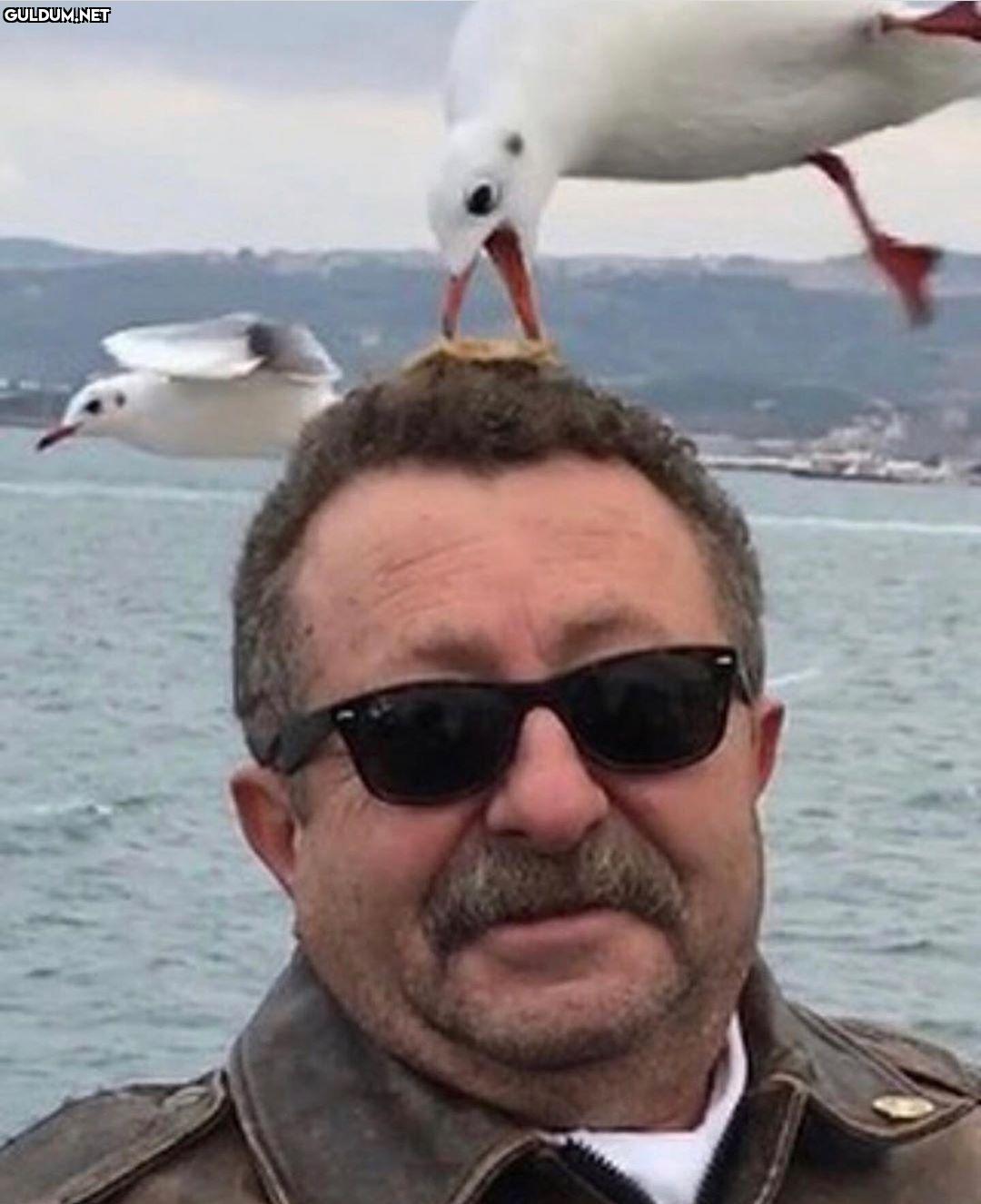 kafamda martılar yiyişiyor kamil
