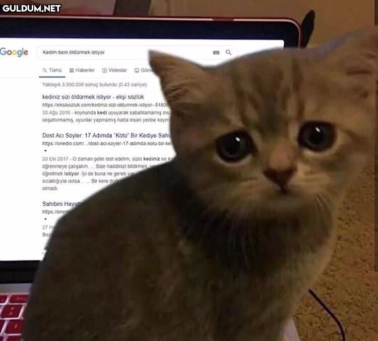arkadaşlar kedim bana çok...