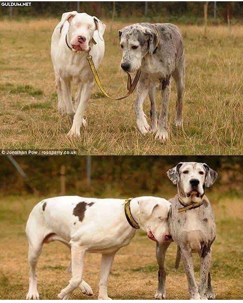 Gözleri görmeyen köpeğe...
