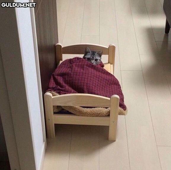 Ne oluyo kardeşim ne bu tantana