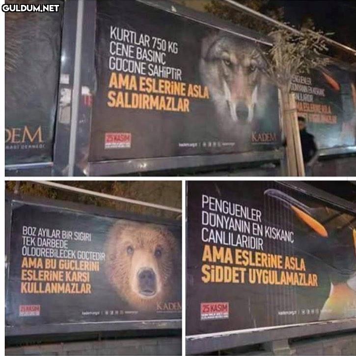 Hayvanlardan öğrenecek çok...