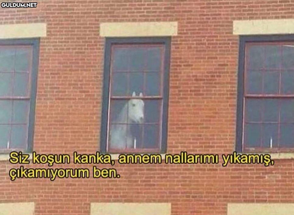 Siz gidin kanka, ben...