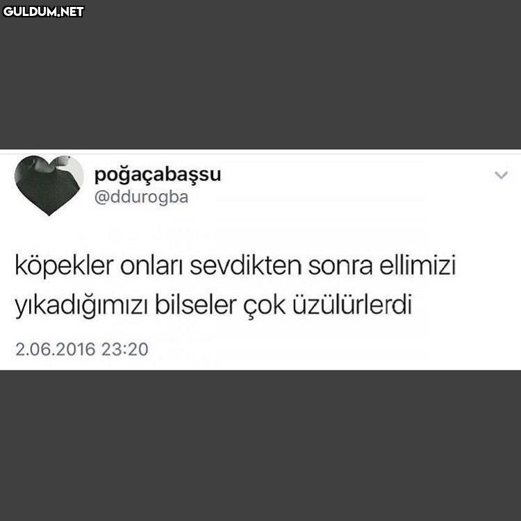 Bu beni üzdü
köpekler...