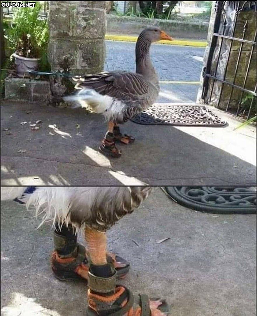 Berk koşma oğlum. KOŞMA...