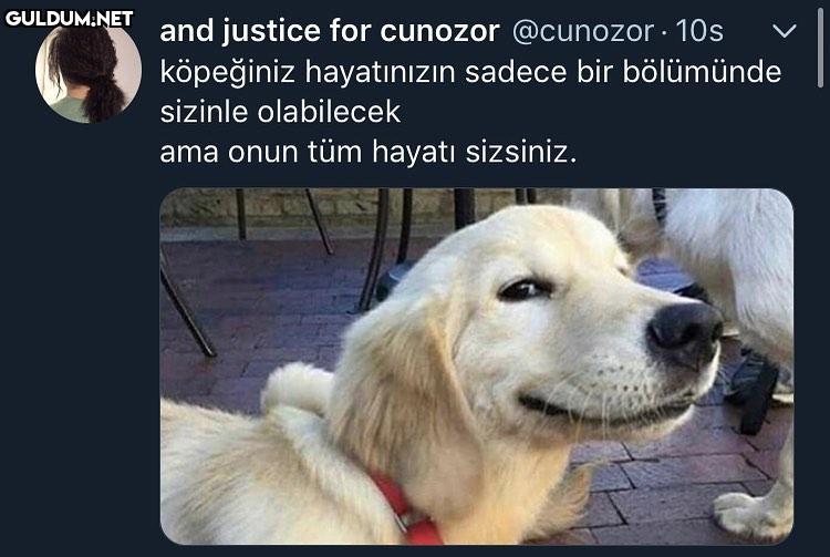 köpekleri sevmek için bir...